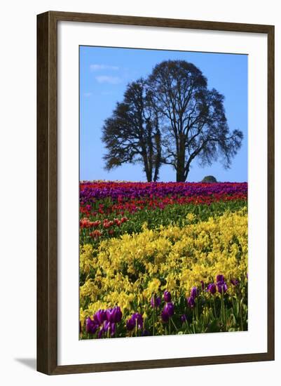 Tulip Festival in Woodburn, Oregon, USA-Michel Hersen-Framed Photographic Print
