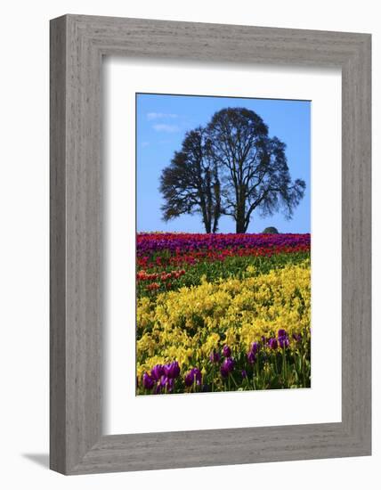 Tulip Festival in Woodburn, Oregon, USA-Michel Hersen-Framed Photographic Print