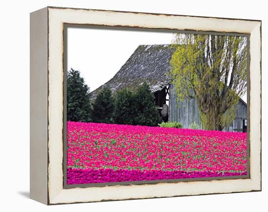 Tulip Field and Barn, Skagit Valley, Washington, USA-Charles Sleicher-Framed Premier Image Canvas