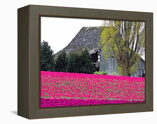 Tulip Field and Barn, Skagit Valley, Washington, USA-Charles Sleicher-Framed Premier Image Canvas