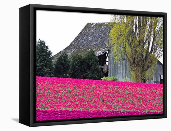 Tulip Field and Barn, Skagit Valley, Washington, USA-Charles Sleicher-Framed Premier Image Canvas