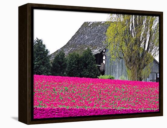 Tulip Field and Barn, Skagit Valley, Washington, USA-Charles Sleicher-Framed Premier Image Canvas