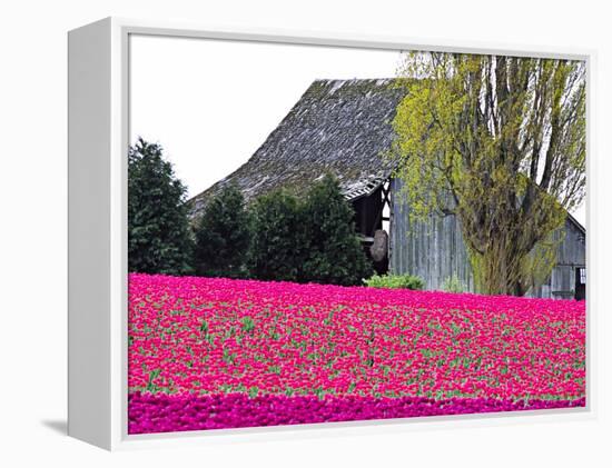 Tulip Field and Barn, Skagit Valley, Washington, USA-Charles Sleicher-Framed Premier Image Canvas