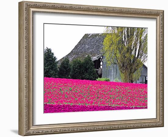 Tulip Field and Barn, Skagit Valley, Washington, USA-Charles Sleicher-Framed Photographic Print