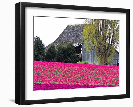 Tulip Field and Barn, Skagit Valley, Washington, USA-Charles Sleicher-Framed Photographic Print