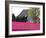 Tulip Field and Barn, Skagit Valley, Washington, USA-Charles Sleicher-Framed Photographic Print