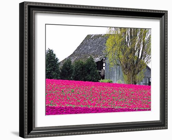 Tulip Field and Barn, Skagit Valley, Washington, USA-Charles Sleicher-Framed Photographic Print