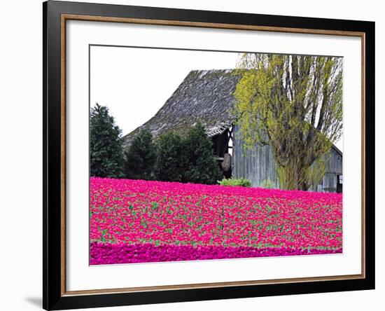 Tulip Field and Barn, Skagit Valley, Washington, USA-Charles Sleicher-Framed Photographic Print