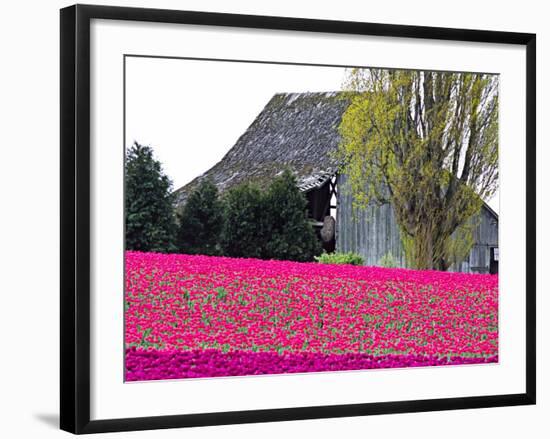 Tulip Field and Barn, Skagit Valley, Washington, USA-Charles Sleicher-Framed Photographic Print