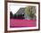 Tulip Field and Barn, Skagit Valley, Washington, USA-Charles Sleicher-Framed Photographic Print