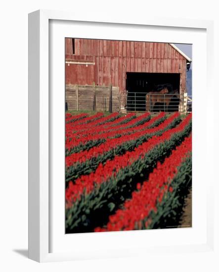 Tulip Field and Barn with Horses, Skagit Valley, Washington, USA-William Sutton-Framed Photographic Print