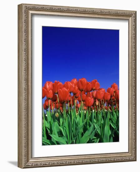 Tulip Field, Holland, Europe-Papadopoulos Sakis-Framed Photographic Print