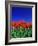 Tulip Field, Holland, Europe-Papadopoulos Sakis-Framed Photographic Print