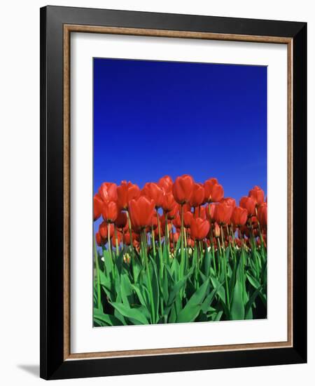 Tulip Field, Holland, Europe-Papadopoulos Sakis-Framed Photographic Print