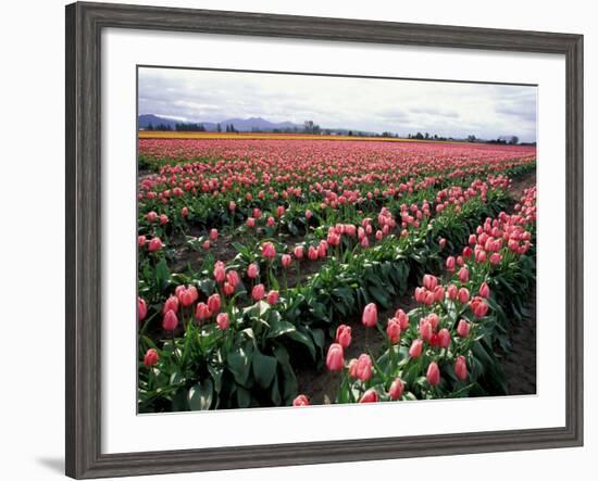 Tulip Field, Skagit Valley, Washington, USA-William Sutton-Framed Photographic Print