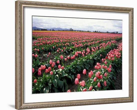 Tulip Field, Skagit Valley, Washington, USA-William Sutton-Framed Photographic Print