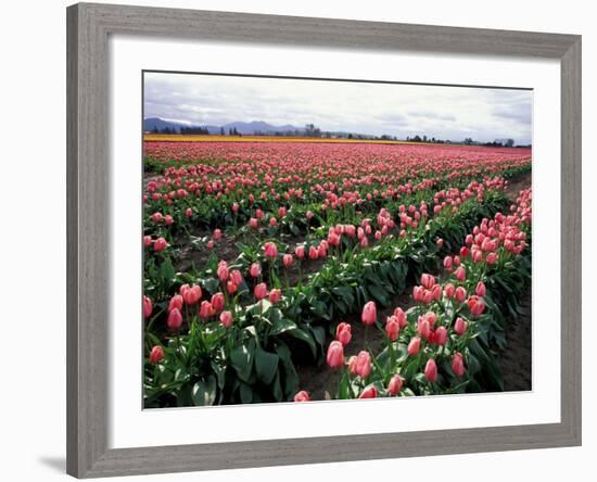 Tulip Field, Skagit Valley, Washington, USA-William Sutton-Framed Photographic Print