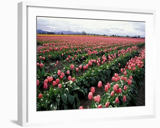 Tulip Field, Skagit Valley, Washington, USA-William Sutton-Framed Photographic Print