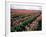 Tulip Field, Skagit Valley, Washington, USA-William Sutton-Framed Photographic Print