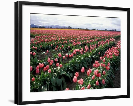 Tulip Field, Skagit Valley, Washington, USA-William Sutton-Framed Photographic Print