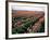 Tulip Field, Skagit Valley, Washington, USA-William Sutton-Framed Photographic Print