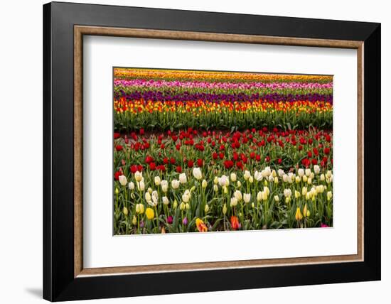 Tulip field, Tulip Festival, Woodburn, Oregon, USA. Colorful, Tulip field in bloom.-Michel Hersen-Framed Photographic Print