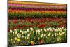 Tulip field, Tulip Festival, Woodburn, Oregon, USA. Colorful, Tulip field in bloom.-Michel Hersen-Mounted Photographic Print