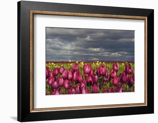Tulip Field, Tulip Festival, Woodburn, Oregon, USA-Michel Hersen-Framed Photographic Print
