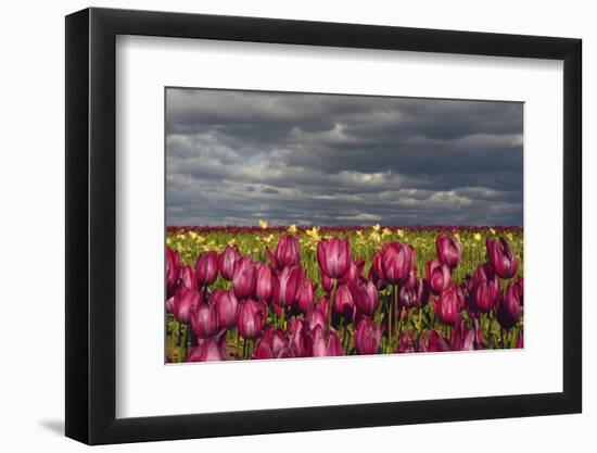 Tulip Field, Tulip Festival, Woodburn, Oregon, USA-Michel Hersen-Framed Photographic Print