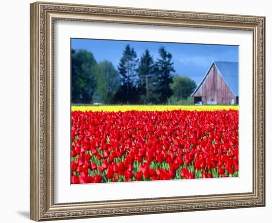 Tulip Field, Washington, USA-William Sutton-Framed Photographic Print