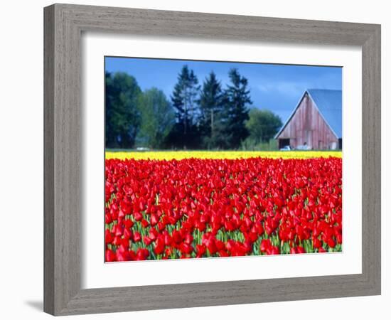 Tulip Field, Washington, USA-William Sutton-Framed Photographic Print