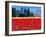 Tulip Field, Washington, USA-William Sutton-Framed Photographic Print