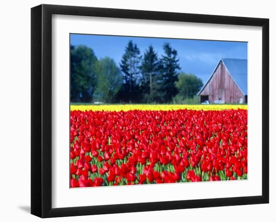 Tulip Field, Washington, USA-William Sutton-Framed Photographic Print