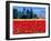 Tulip Field, Washington, USA-William Sutton-Framed Photographic Print