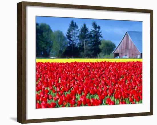 Tulip Field, Washington, USA-William Sutton-Framed Photographic Print