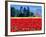 Tulip Field, Washington, USA-William Sutton-Framed Photographic Print