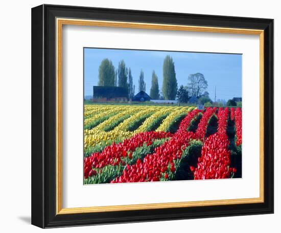 Tulip Field, Washington, USA-William Sutton-Framed Photographic Print