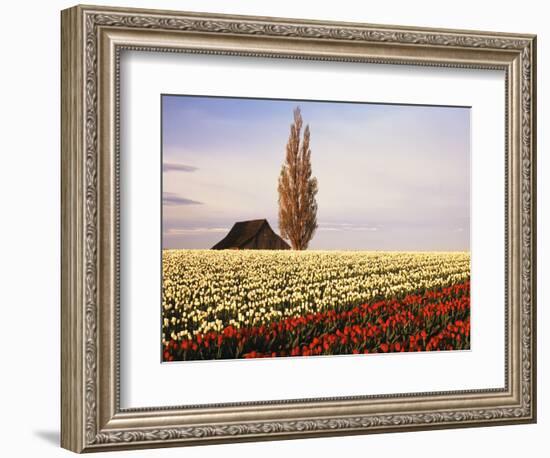 Tulip Field with Barn and Poplar Tree, Skagit Valley, Washington, USA-Charles Crust-Framed Photographic Print