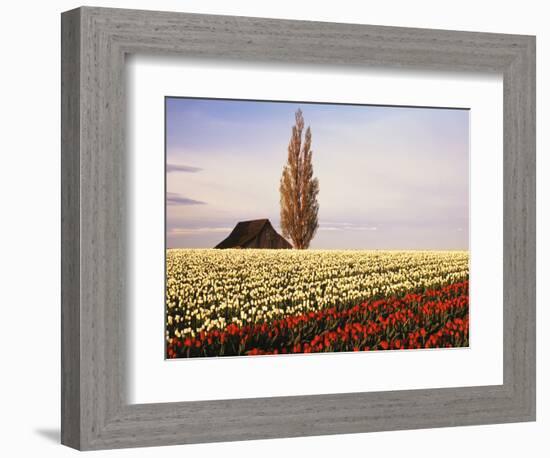 Tulip Field with Barn and Poplar Tree, Skagit Valley, Washington, USA-Charles Crust-Framed Photographic Print