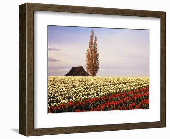 Tulip Field with Barn and Poplar Tree, Skagit Valley, Washington, USA-Charles Crust-Framed Photographic Print