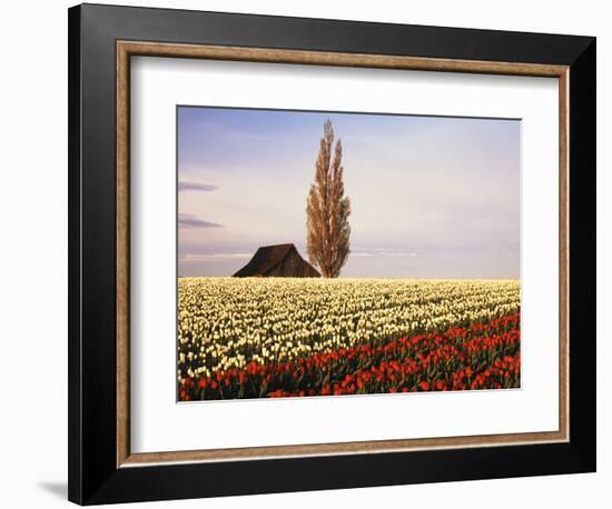Tulip Field with Barn and Poplar Tree, Skagit Valley, Washington, USA-Charles Crust-Framed Photographic Print