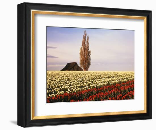 Tulip Field with Barn and Poplar Tree, Skagit Valley, Washington, USA-Charles Crust-Framed Photographic Print