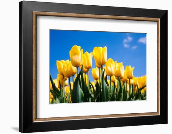 Tulip Field-ErikdeGraaf-Framed Photographic Print