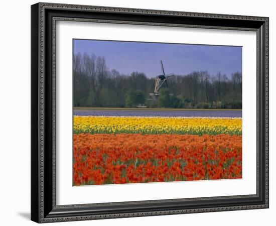 Tulip Fields and Windmill Near Keukenhof, Holland (The Netherlands), Europe-Gavin Hellier-Framed Photographic Print