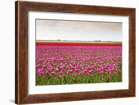 Tulip Fields in Holland-AndreAnita-Framed Photographic Print