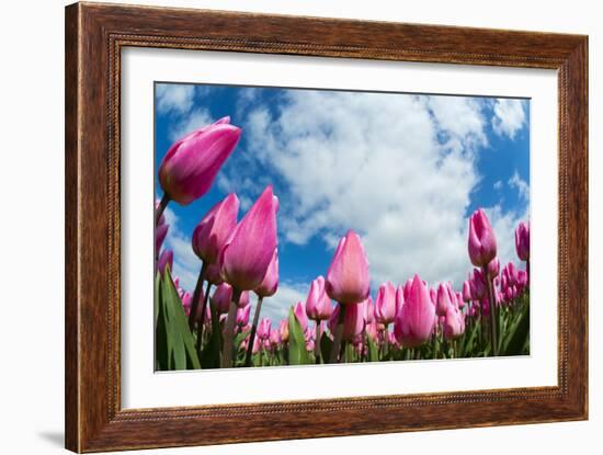 Tulip Fields in Holland-AndreAnita-Framed Photographic Print