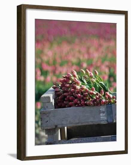 Tulip Fields Near La Conner, Skagit Valley, Washington, USA-Merrill Images-Framed Photographic Print