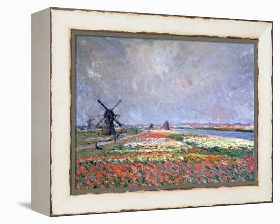 Tulip Fields Near Leiden, 1886-Claude Monet-Framed Premier Image Canvas