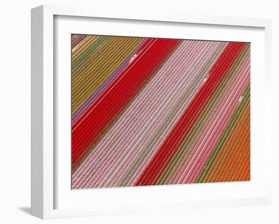 Tulip Fields, North Holland, Netherlands-Peter Adams-Framed Photographic Print