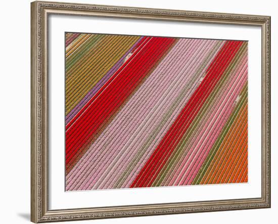 Tulip Fields, North Holland, Netherlands-Peter Adams-Framed Photographic Print